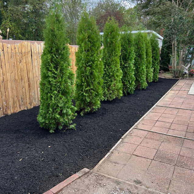 Arborvitae &amp; Mulch installation
